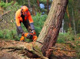 Leaf Removal in Woodbury, MN